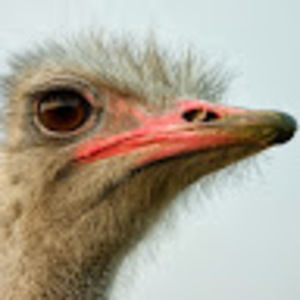 Meet your Posher, Constantin